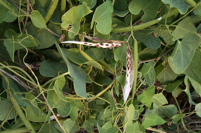 Cynanchum acutum L.