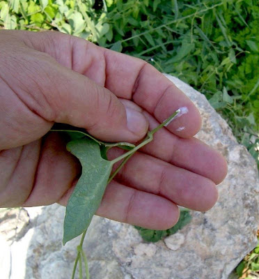 Crisciola Crisciola