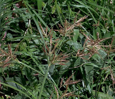 Cyperus rotundus,
alho-bravo,
capim-alho,
capim-dand&aacute;,
casta&ntilde;uela,
chaguan humatag,
coco-grass,
cocograss,
coquito,
juncia,
jun&ccedil;a,
kili'o'opu,
nut sedge,
nut-grass,
nutgrass,
pakopako,
purple nut sedge,
purple nutsedge