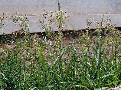 Cyperus rotundus,
alho-bravo,
capim-alho,
capim-dand&aacute;,
casta&ntilde;uela,
chaguan humatag,
coco-grass,
cocograss,
coquito,
juncia,
jun&ccedil;a,
kili'o'opu,
nut sedge,
nut-grass,
nutgrass,
pakopako,
purple nut sedge,
purple nutsedge
