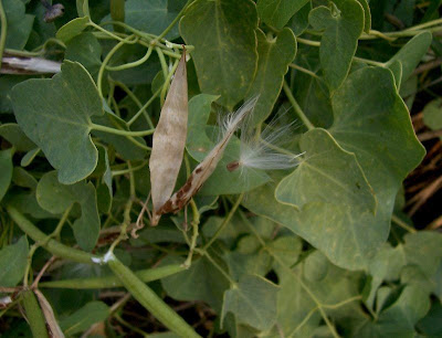 Crisciola Crisciola