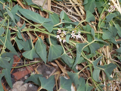 Crisciola Crisciola