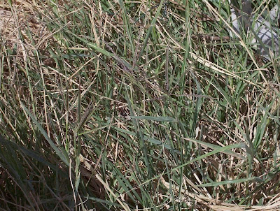 Bermuda grass Bermuda grass