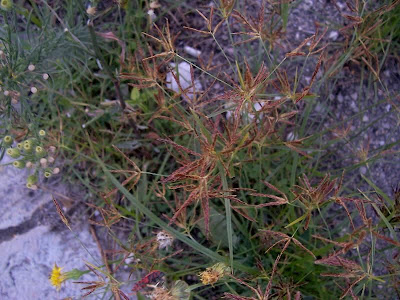 Cyperus rotundus,
alho-bravo,
capim-alho,
capim-dand&aacute;,
casta&ntilde;uela,
chaguan humatag,
coco-grass,
cocograss,
coquito,
juncia,
jun&ccedil;a,
kili'o'opu,
nut sedge,
nut-grass,
nutgrass,
pakopako,
purple nut sedge,
purple nutsedge