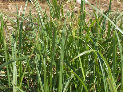 Cyperus rotundus,
alho-bravo,
capim-alho,
capim-dand&aacute;,
casta&ntilde;uela,
chaguan humatag,
coco-grass,
cocograss,
coquito,
juncia,
jun&ccedil;a,
kili'o'opu,
nut sedge,
nut-grass,
nutgrass,
pakopako,
purple nut sedge,
purple nutsedge