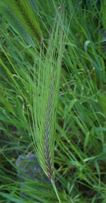 Grano villoso Grano villoso