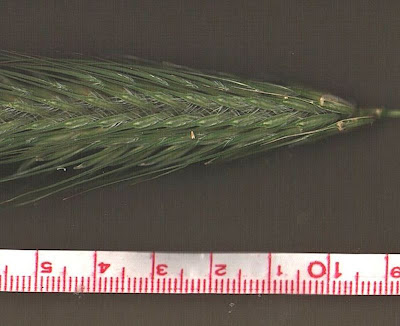 Grano villoso Grano villoso