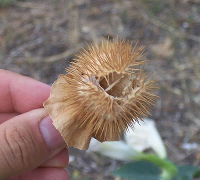 Sacred datura