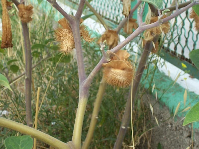Sacred datura