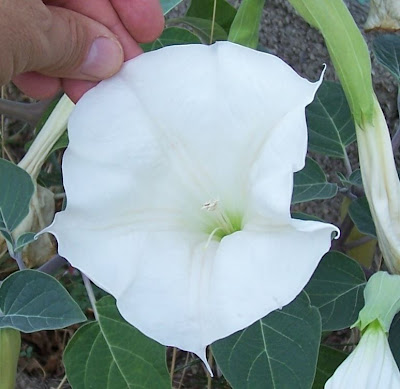 Sacred datura