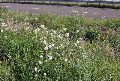 Fausse roquette