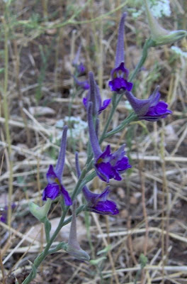 Delphinium halteratum S. et S.