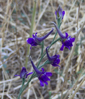 Delphinium halteratum S. et S.