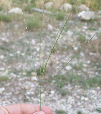 Hairy crab grass