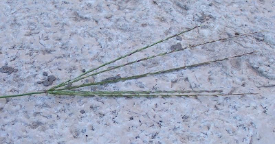 Hairy crab grass