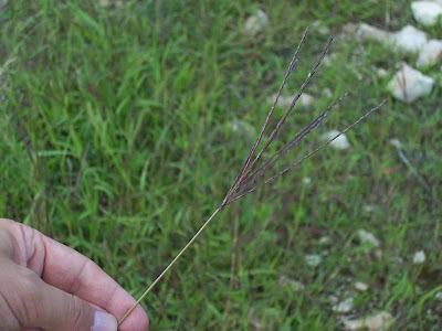 Hairy crab grass