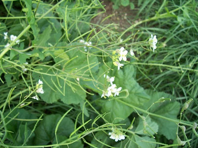 Fausse roquette