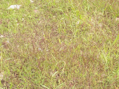 Hairy crab grass