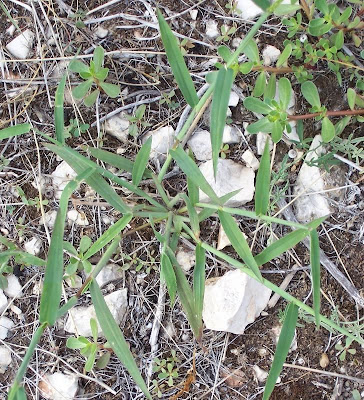 Hairy crab grass