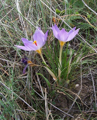 Thomas crocus