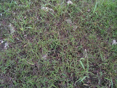 Hairy crab grass