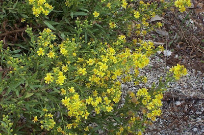 False yellowhead False yellowhead