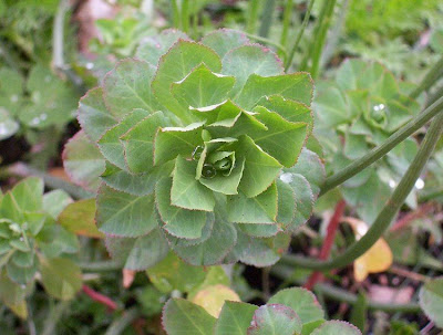 Euphorbia helioscopia L.