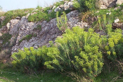 Albanian spurge Albanian spurge