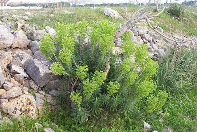 Albanian spurge Albanian spurge