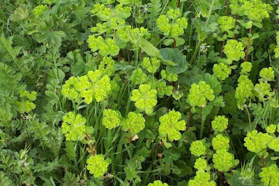Euphorbia helioscopia L.