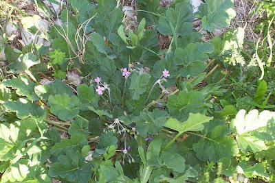 Malvenbl�ttriger Reiherschnabel