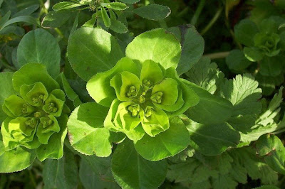 Euphorbia helioscopia L.