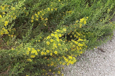 False yellowhead False yellowhead