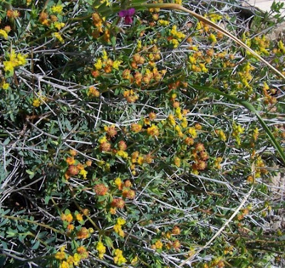 Euforbia spinosa