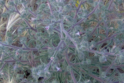 Echium asperrimum,
rough Italian-bugloss,
Viperina ruvidissima