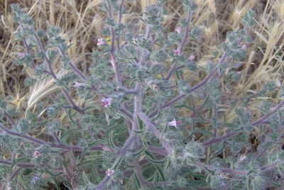 Echium asperrimum,
rough Italian-bugloss,
Viperina ruvidissima