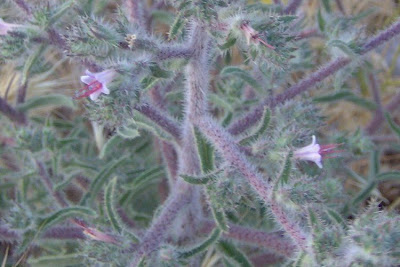Echium asperrimum,
rough Italian-bugloss,
Viperina ruvidissima