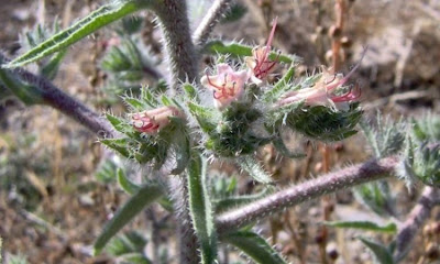 Echium asperrimum,
rough Italian-bugloss,
Viperina ruvidissima
