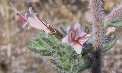 Echium asperrimum,
rough Italian-bugloss,
Viperina ruvidissima