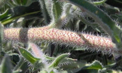 Echium asperrimum,
rough Italian-bugloss,
Viperina ruvidissima