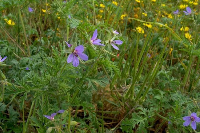 Common stork's bill Common stork's bill