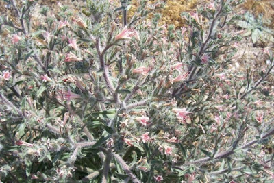 Echium asperrimum,
rough Italian-bugloss,
Viperina ruvidissima