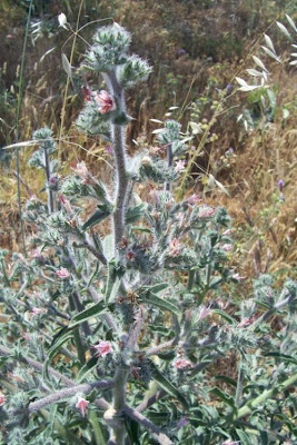 Echium asperrimum,
rough Italian-bugloss,
Viperina ruvidissima