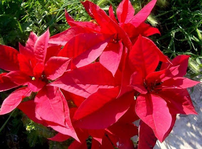 Christmas-flower Christmas-flower