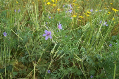 Common stork's bill Common stork's bill