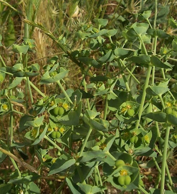 Euphorbia terracina L.