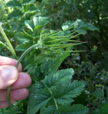 Musky stork's-bill