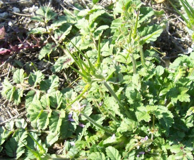 Musky stork's-bill