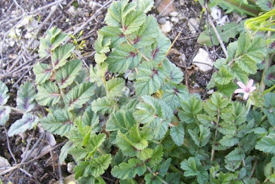 Musky stork's-bill