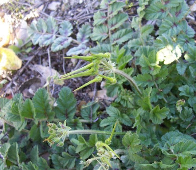 Musky stork's-bill